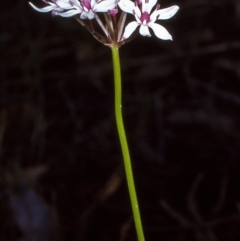 Burchardia umbellata (Milkmaids) at Broadwater State Forest - 17 Oct 1996 by BettyDonWood