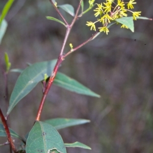 Dodonaea triquetra at undefined - 28 Jan 1996 12:00 AM