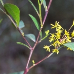 Dodonaea triquetra at undefined - 28 Jan 1996 12:00 AM