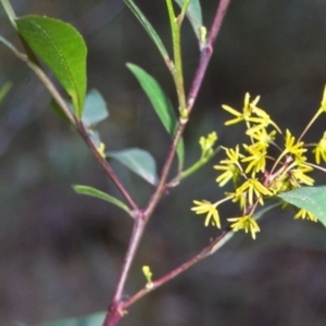 Dodonaea triquetra at undefined - 28 Jan 1996 12:00 AM