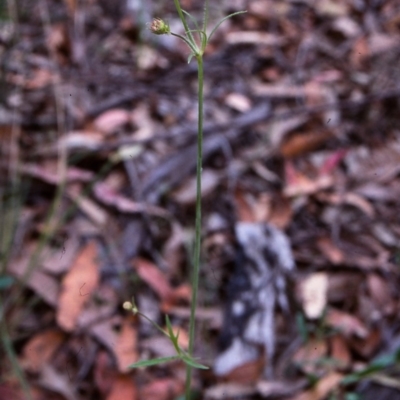 Trachymene composita var. composita at Eden, NSW - 28 Jan 1996 by BettyDonWood