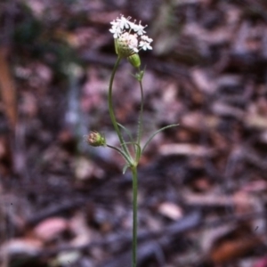 Trachymene composita var. composita at undefined - 28 Jan 1996 12:00 AM