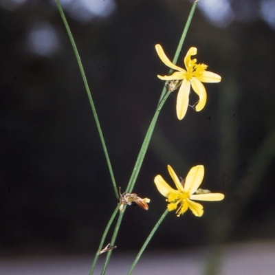 Tricoryne elatior (Yellow Rush Lily) at Eden, NSW - 28 Jan 1996 by BettyDonWood