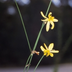 Tricoryne elatior (Yellow Rush Lily) at Eden, NSW - 27 Jan 1996 by BettyDonWood