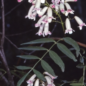 Pandorea pandorana at Mumbulla State Forest - 19 Sep 1996 12:00 AM