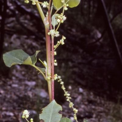 Muehlenbeckia rhyticarya (Wrinkle-nut Lignum) at Doctor George Mountain, NSW - 9 Dec 1996 by BettyDonWood