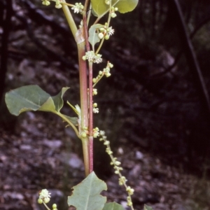 Muehlenbeckia rhyticarya at undefined - 10 Dec 1996