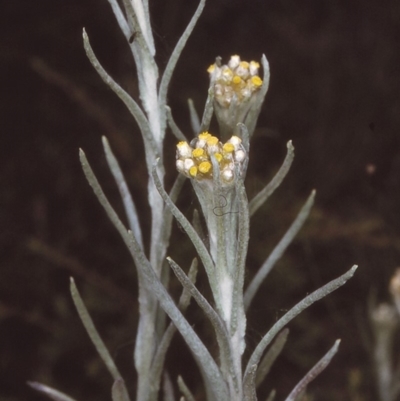 Pseudognaphalium luteoalbum (Jersey Cudweed) at East Boyd State Forest - 6 Dec 1996 by BettyDonWood