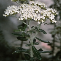 Ozothamnus cuneifolius (Wedge-leaf Everlasting) at East Boyd State Forest - 5 Dec 1996 by BettyDonWood