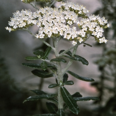Ozothamnus cuneifolius (Wedge-leaf Everlasting) at East Boyd State Forest - 6 Dec 1996 by BettyDonWood