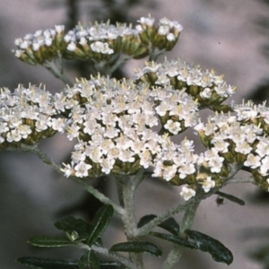 Ozothamnus cuneifolius at suppressed - 6 Dec 1996