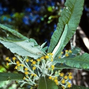 Bedfordia arborescens at Mumbulla State Forest - 8 Nov 1996