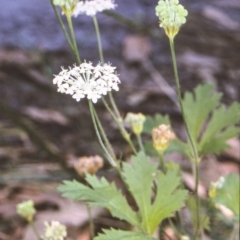 Trachymene composita var. robertsonii (Dergholm Trachymene) at Eden, NSW - 12 Apr 1997 by BettyDonWood