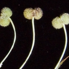 Trachymene composita var. robertsonii (Dergholm Trachymene) at Ben Boyd National Park - 11 Jan 2012 by BettyDonWood