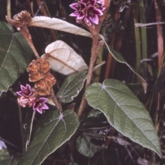 Lasiopetalum macrophyllum (Shrubby Velvet-Bush) at Ben Boyd National Park - 20 Oct 1996 by BettyDonWood