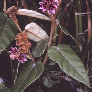 Lasiopetalum macrophyllum at Eden, NSW - 21 Oct 1996
