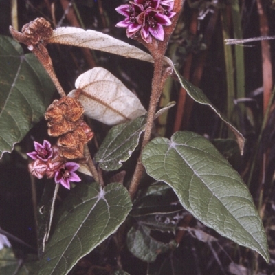 Lasiopetalum macrophyllum (Shrubby Velvet-Bush) at Ben Boyd National Park - 21 Oct 1996 by BettyDonWood