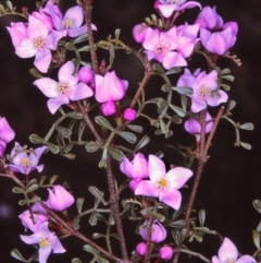 Boronia microphylla (Small-leaved Boronia) at Nerrigundah, NSW - 12 Nov 1996 by BettyDonWood