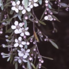 Gaudium brevipes (Grey Tea-tree) at Nerrigundah, NSW - 12 Nov 1996 by BettyDonWood