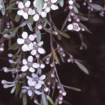 Gaudium brevipes (Grey Tea-tree) at Nerrigundah, NSW - 11 Nov 1996 by BettyDonWood