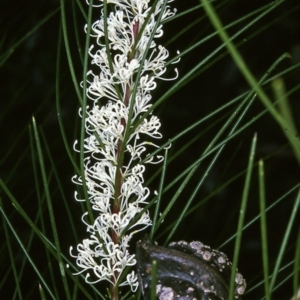 Hakea macraeana at Biamanga National Park - 18 Sep 1996 12:00 AM