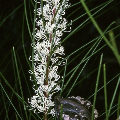 Hakea macraeana (Willow Needlewood) at Biamanga National Park - 18 Sep 1996 by BettyDonWood