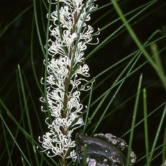 Hakea macraeana (Willow Needlewood) at Biamanga National Park - 17 Sep 1996 by BettyDonWood