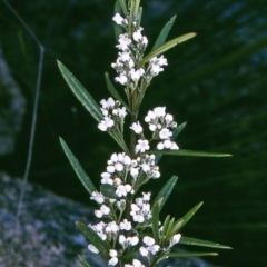 Logania albiflora (Narrow leaf Logania) at Biamanga National Park - 18 Sep 1996 by BettyDonWood