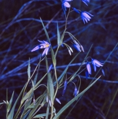 Stypandra glauca (Nodding Blue Lily) at Biamanga National Park - 18 Sep 1996 by BettyDonWood