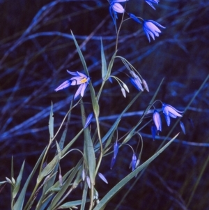 Stypandra glauca at Biamanga National Park - 18 Sep 1996