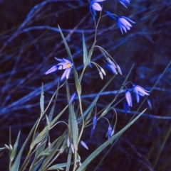 Stypandra glauca (Nodding Blue Lily) at Biamanga National Park - 17 Sep 1996 by BettyDonWood