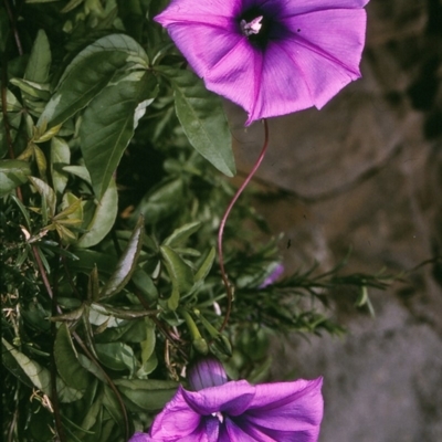 Ipomoea cairica (Coastal Morning Glory, Mile a Minute) at Wonboyn, NSW - 12 Apr 1997 by BettyDonWood
