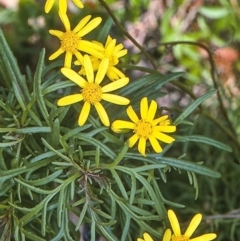 Senecio pinnatifolius var. pinnatifolius at Nadgee Nature Reserve - 11 Apr 1997 by BettyDonWood