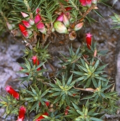 Astroloma humifusum (Cranberry Heath) at East Boyd State Forest - 11 Apr 1997 by BettyDonWood