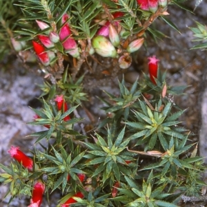 Styphelia humifusum at East Boyd State Forest - 12 Apr 1997 12:00 AM