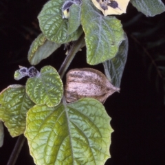 Physalis peruviana (Cape Gooseberry) at East Boyd State Forest - 12 Apr 1997 by BettyDonWood