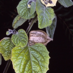 Physalis peruviana at East Boyd State Forest - 12 Apr 1997