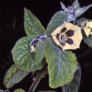 Physalis peruviana at East Boyd State Forest - 12 Apr 1997