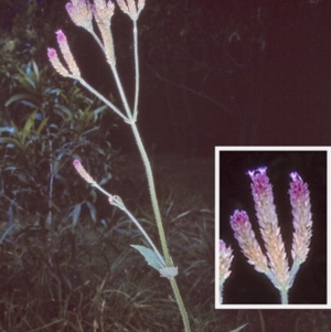 Verbena bonariensis at East Boyd State Forest - 12 Apr 1997 12:00 AM