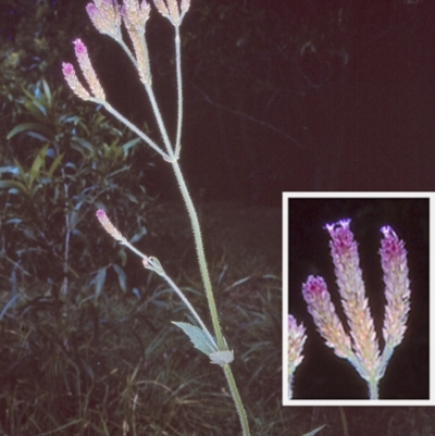 Verbena bonariensis (Purple Top) at East Boyd State Forest - 11 Apr 1997 by BettyDonWood