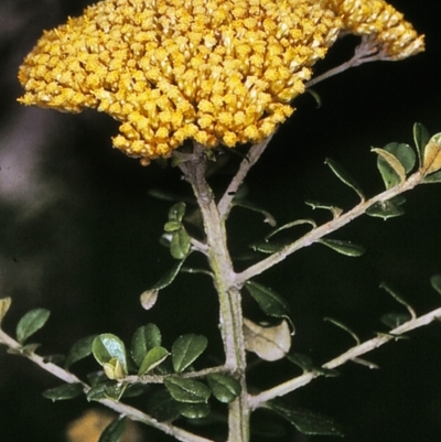Ozothamnus obcordatus (Grey Everlasting) at Nadgee Nature Reserve - 5 Dec 1996 by BettyDonWood