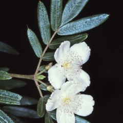 Eucryphia moorei (Pinkwood/Plumwood) at Mongarlowe River - 6 Apr 1997 by BettyDonWood