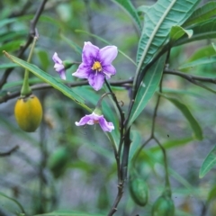 Solanum aviculare (Kangaroo Apple) at Bournda Environment Education Centre - 31 Dec 1995 by BettyDonWood