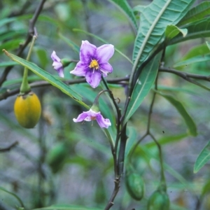 Solanum aviculare at Bournda National Park - 31 Dec 1995