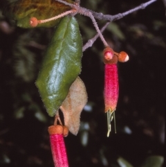 Correa lawrenceana var. cordifolia (Pink Mountain-correa) at Monga National Park - 6 Apr 1997 by BettyDonWood