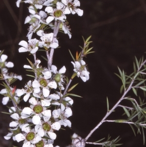 Leptospermum continentale at East Boyd State Forest - 27 Jan 1996