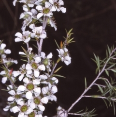 Leptospermum continentale (Prickly Teatree) at East Boyd State Forest - 26 Jan 1996 by BettyDonWood