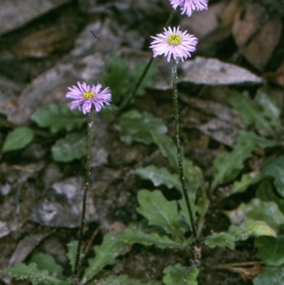 Lagenophora stipitata (Common Lagenophora) at East Boyd State Forest - 6 Dec 1996 by BettyDonWood