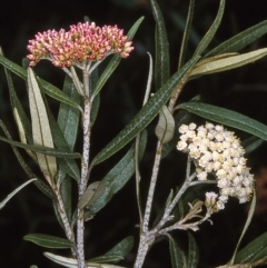 Ozothamnus argophyllus (Spicy Everlasting) at East Boyd State Forest - 5 Dec 1996 by BettyDonWood