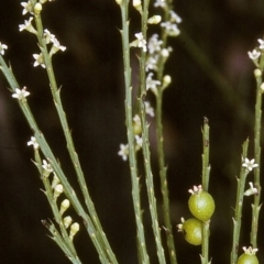 Choretrum candollei (White Sour Bush) at Monga, NSW - 6 Apr 1997 by BettyDonWood